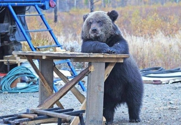 Are the bears taking a break?